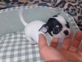 Chihuahua perros 🐾 CHIHUAHUA MINI – · CRIADERO SELECTO - Anuncio 1