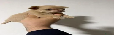 Chihuahua 1