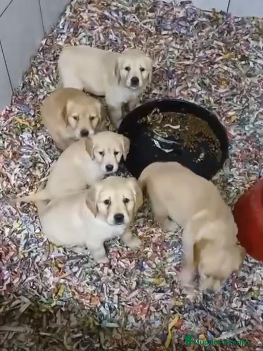 Golden Retriever perros Hembras de Golden retriever - Anuncio 2