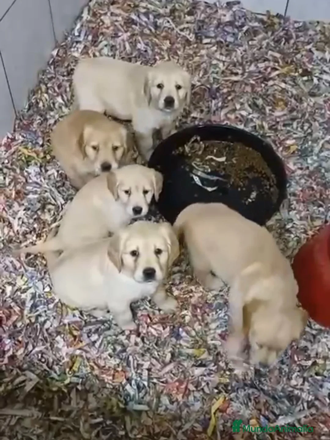 Golden Retriever perros en venta: Hembras de Golden retriever - Anuncio 1