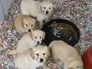 Golden Retriever perros Hembras de Golden retriever - Anuncio 2