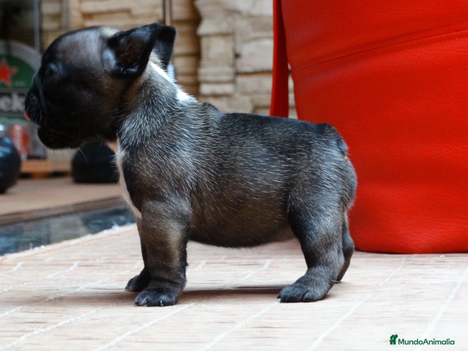 Bulldog Francés perros CAMADA BULLDOG FRANCES - Anuncio 27