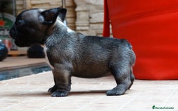 Bulldog Francés perros en venta: CAMADA BULLDOG FRANCES - Imagen 1