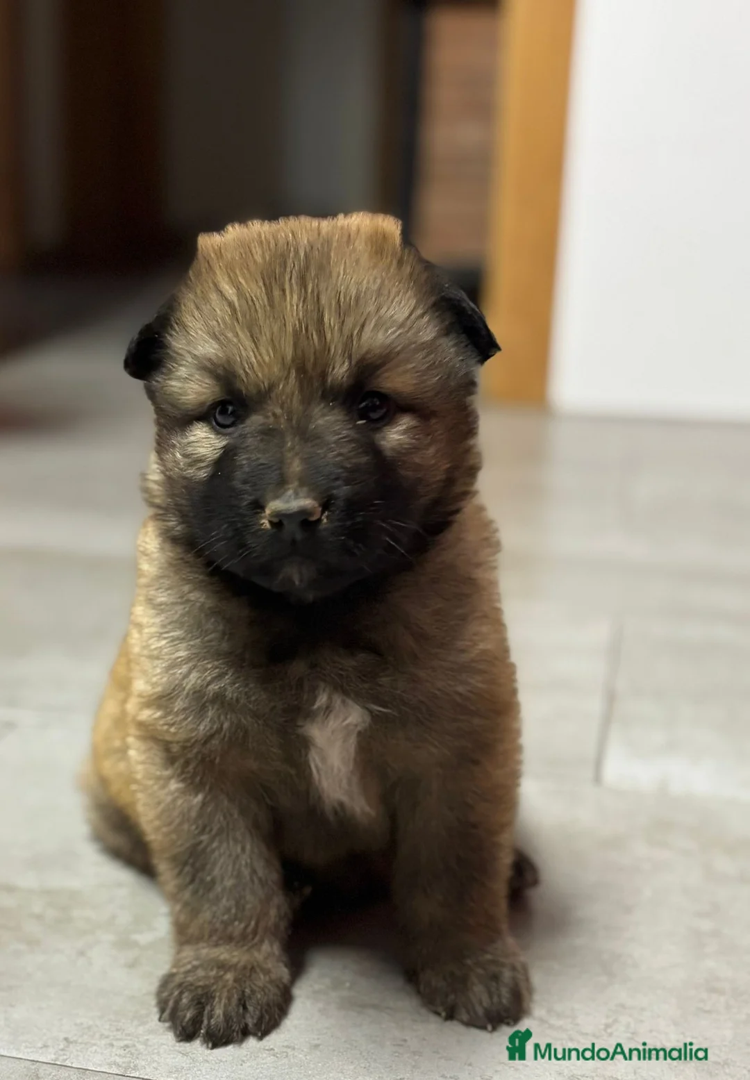 Pastor del Cáucaso perros en venta: Pastor del caucaso - Anuncio 6