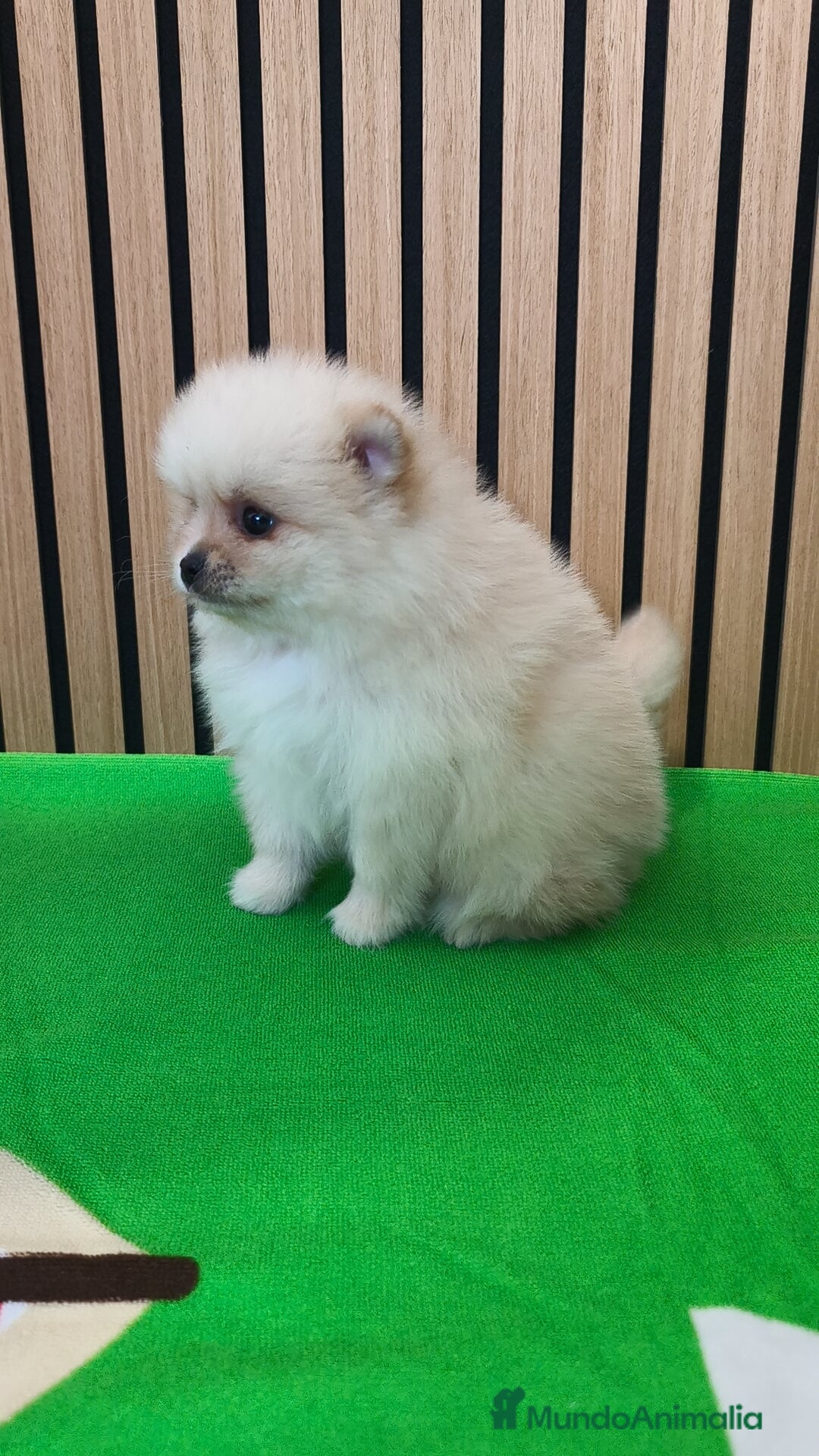 Pomerania perros en venta: Pomerania TOY Crema hembra ♀️♀️ - Anuncio 1