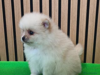 Pomerania perros Pomerania TOY Crema hembra ♀️♀️ - Anuncio 2