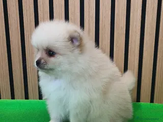 Pomerania perros Pomerania TOY Crema hembra ♀️♀️ - Anuncio 4