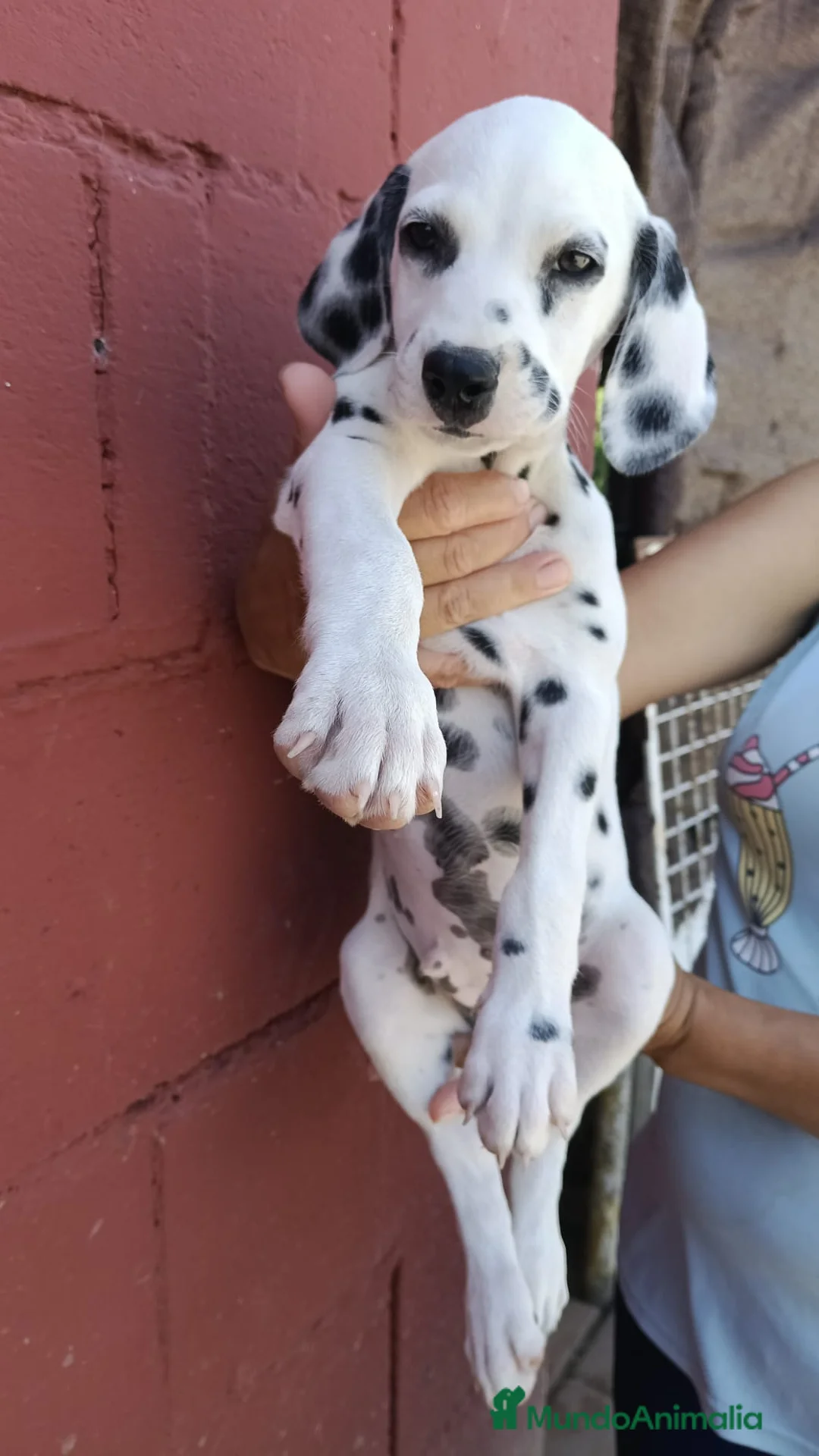 Dálmata perros en venta: Cachorros Dalmata🐶🐾 - Anuncio 5