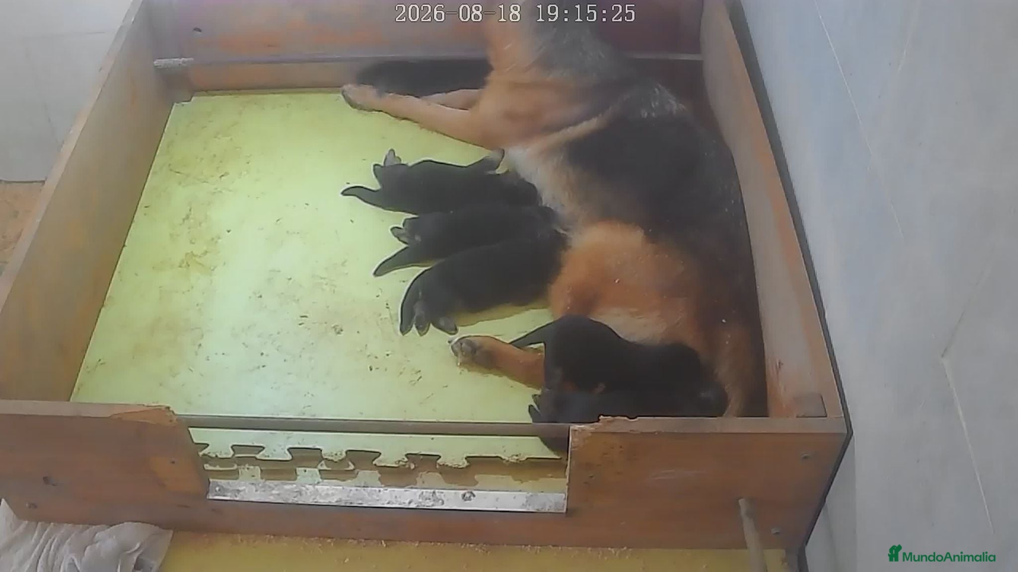 Pastor Alemán perros Cachorros pastor alemán  - Anuncio 1