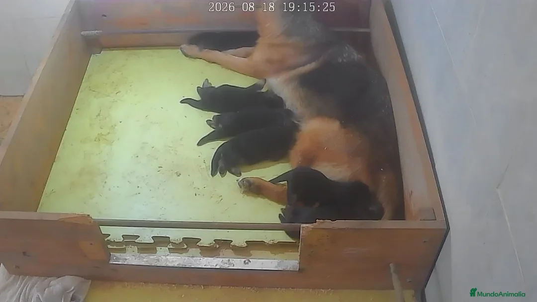 Pastor Alemán perros en venta: Cachorros pastor alemán  - Anuncio 1