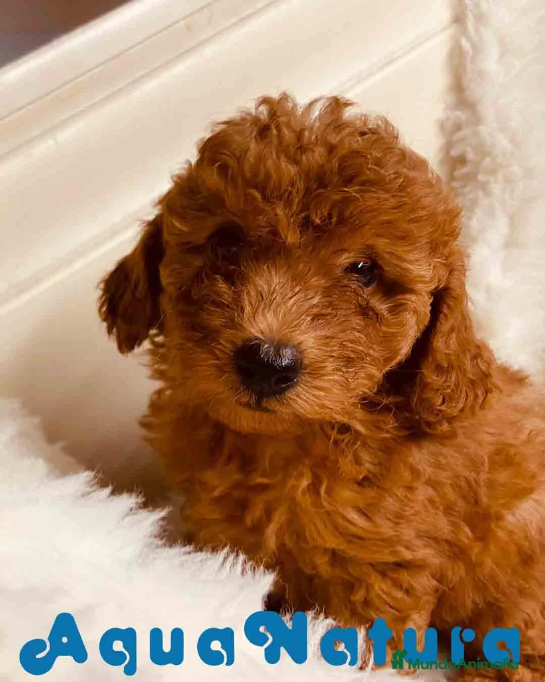 Caniche Toy perros en venta: Caniche Hembra 2 de Pastanaga AQUANATURA - Anuncio 3