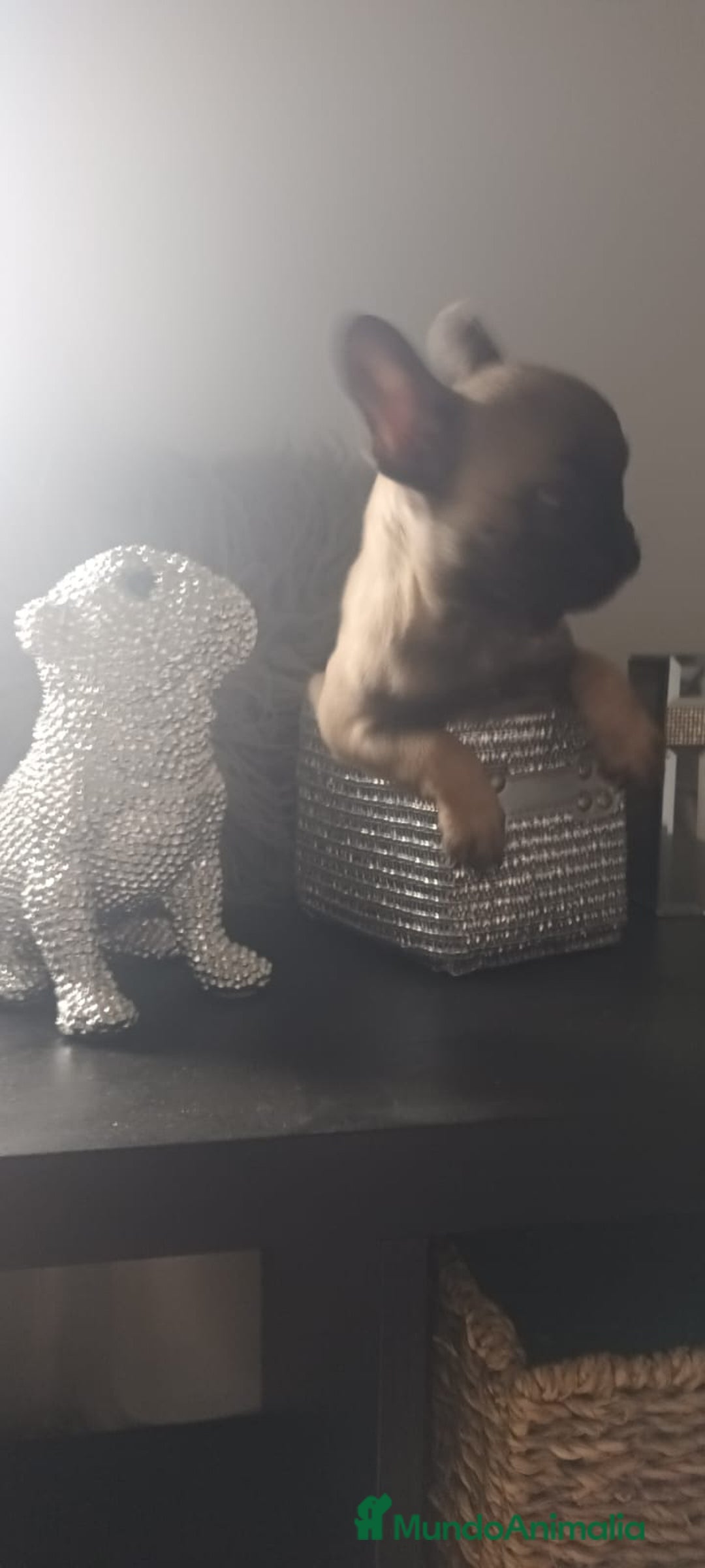 Bulldog Francés perros en venta: Bulldog francés hembra exclusiva  - Anuncio 1