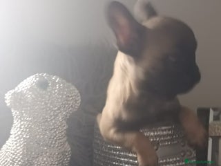 Bulldog Francés perros Bulldog francés hembra exclusiva - Anuncio 1