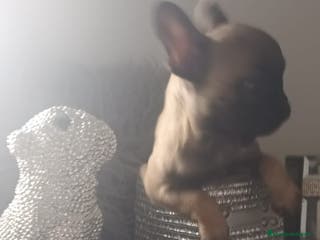 Bulldog Francés perros Bulldog francés hembra exclusiva - Anuncio 35