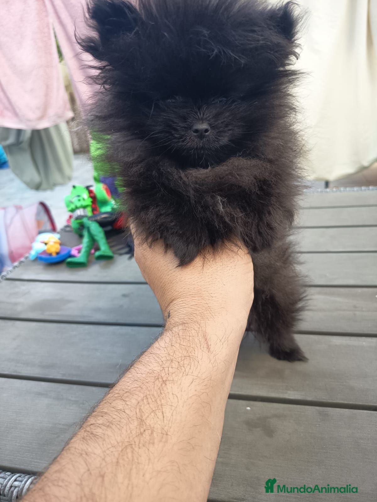 Pomerania perros Pomerania toy hembra  - Anuncio 1