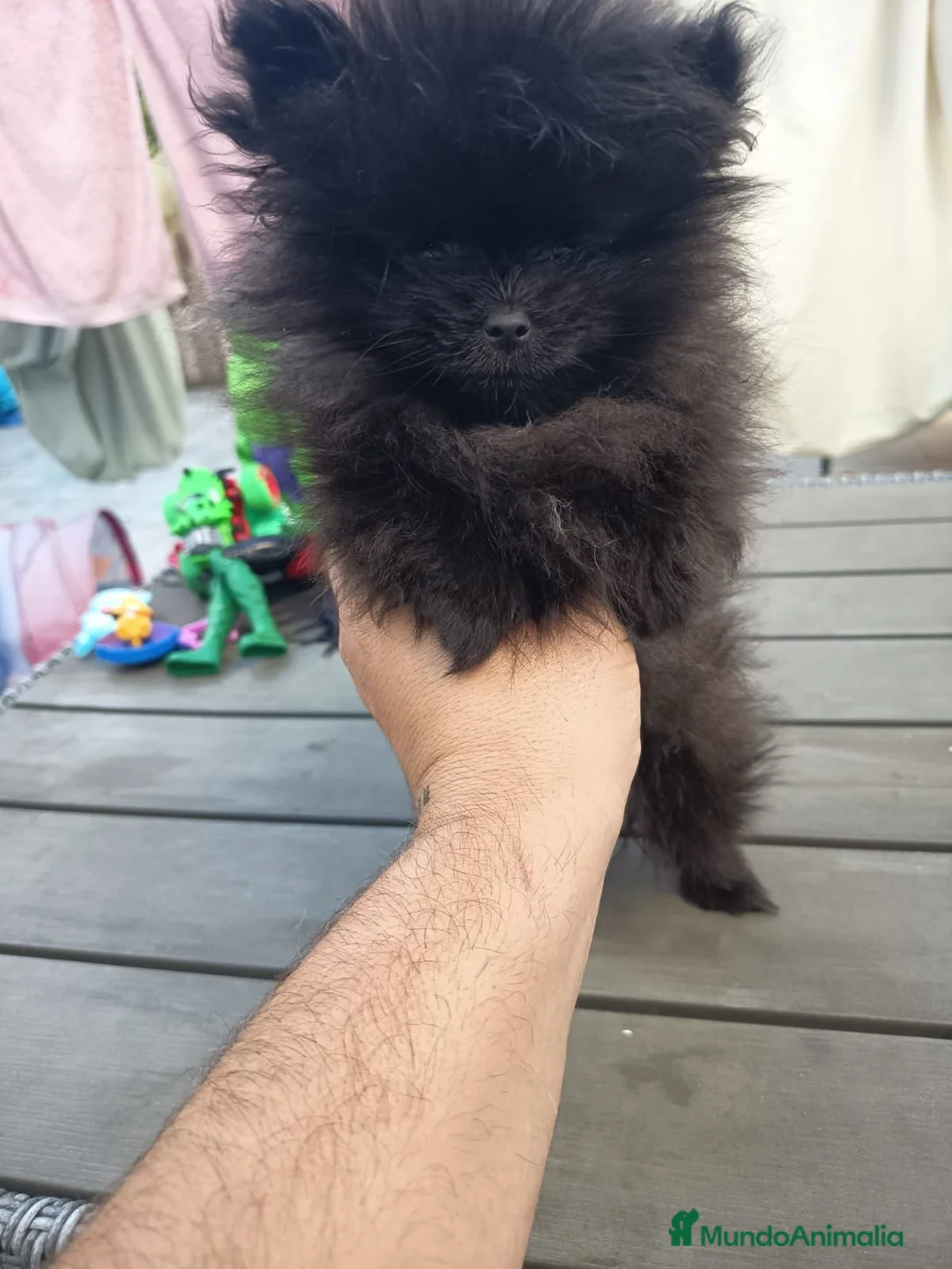 Pomerania perros en venta: Pomerania toy hembra  - Anuncio 1