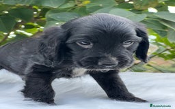 Cocker Spaniel Inglés perros en venta: Cocker inglés negro  - Imagen 4