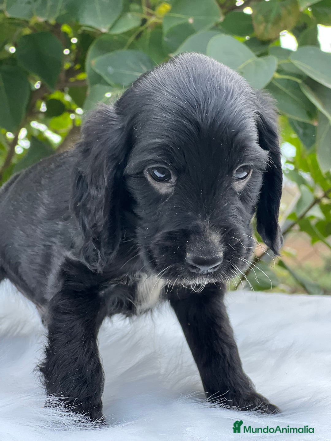Cocker Spaniel Inglés perros en venta: Cocker inglés negro  - Imagen 4