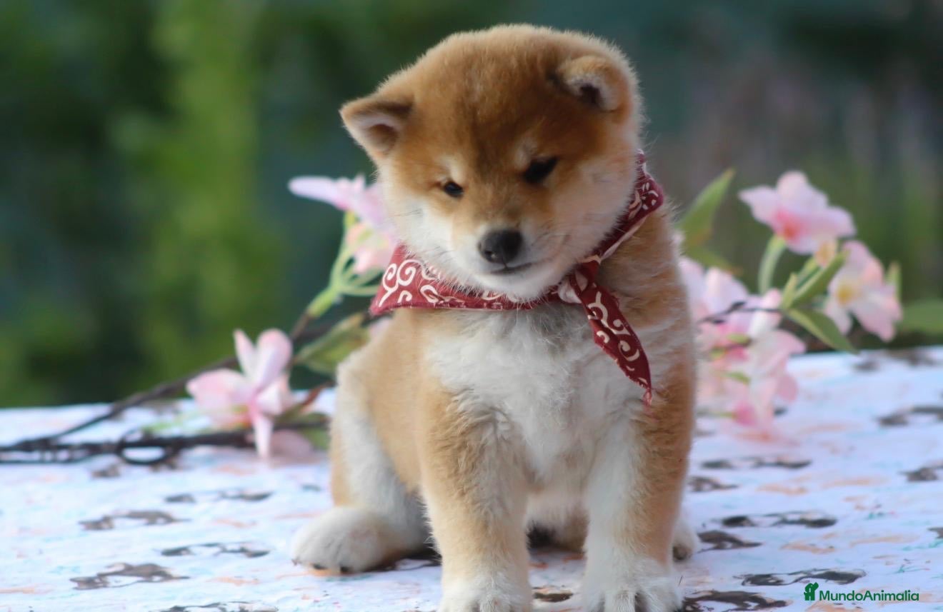 Shiba Inu perros 🤍 PRECIOSOS SHIBA INU ✨ - Anuncio 1