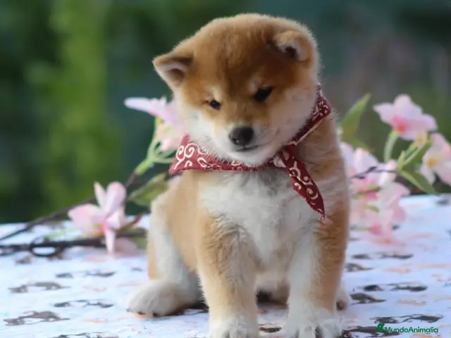 Shiba Inu perros en venta: 🤍 PRECIOSOS SHIBA INU ✨ - Anuncio 1