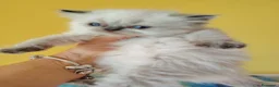 Persa gatos en venta: Persa - Anuncio 1