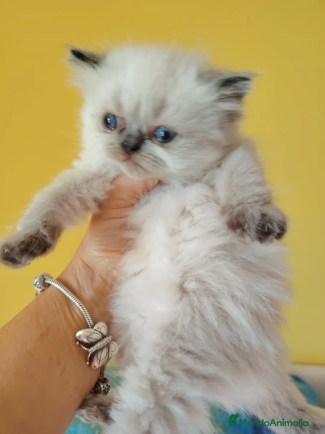 Persa gatos en venta: Persa - Anuncio 1