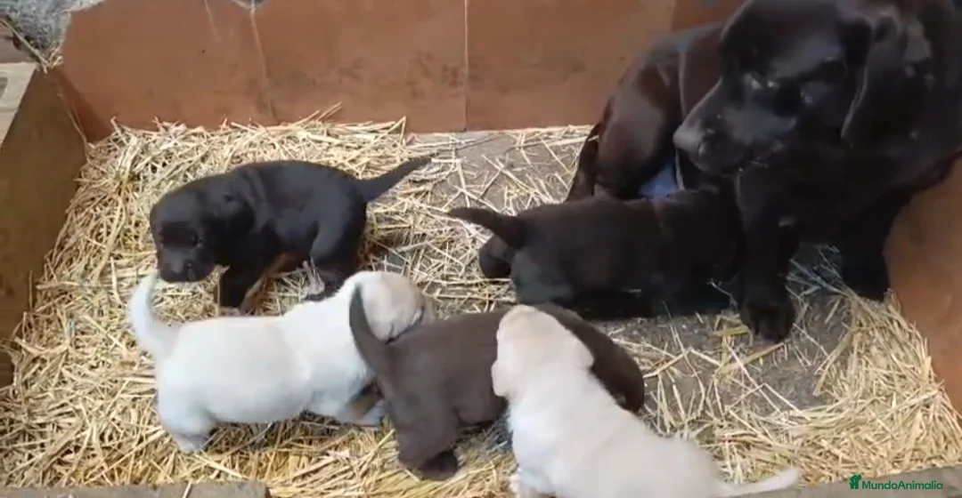 Labrador Retriever perros en venta: Cachorros de Labrador  - Anuncio 3