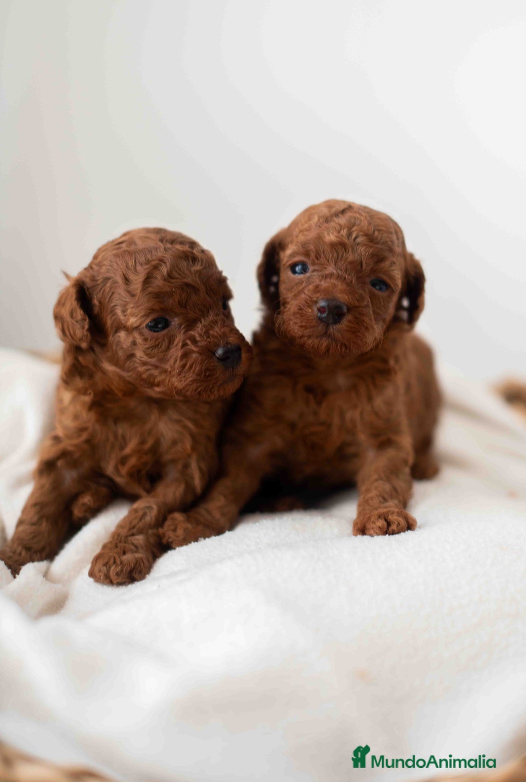 Caniche Toy perros en venta: Caniche toy rojo intenso - Anuncio 11