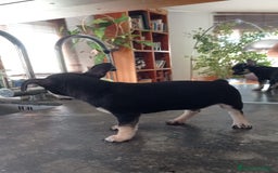 Chihuahua perros en venta: Chihuahuas  - Imagen 7