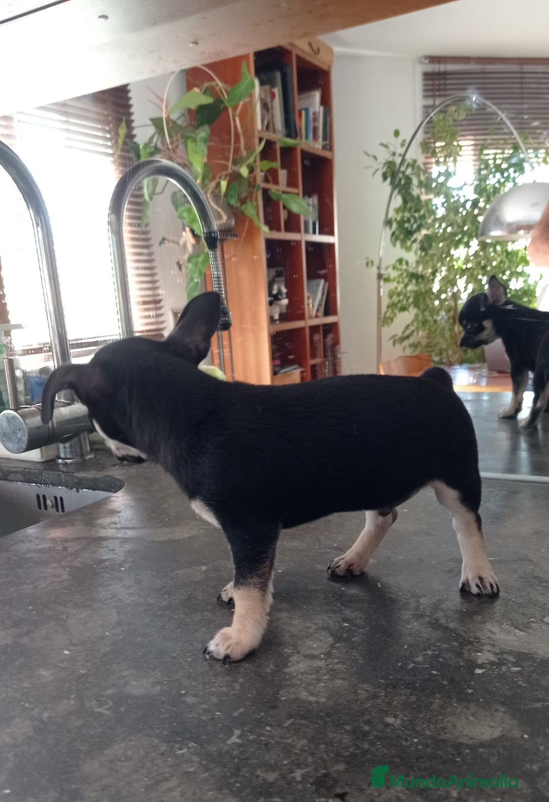 Chihuahua perros en venta: Chihuahuas  - Imagen 7
