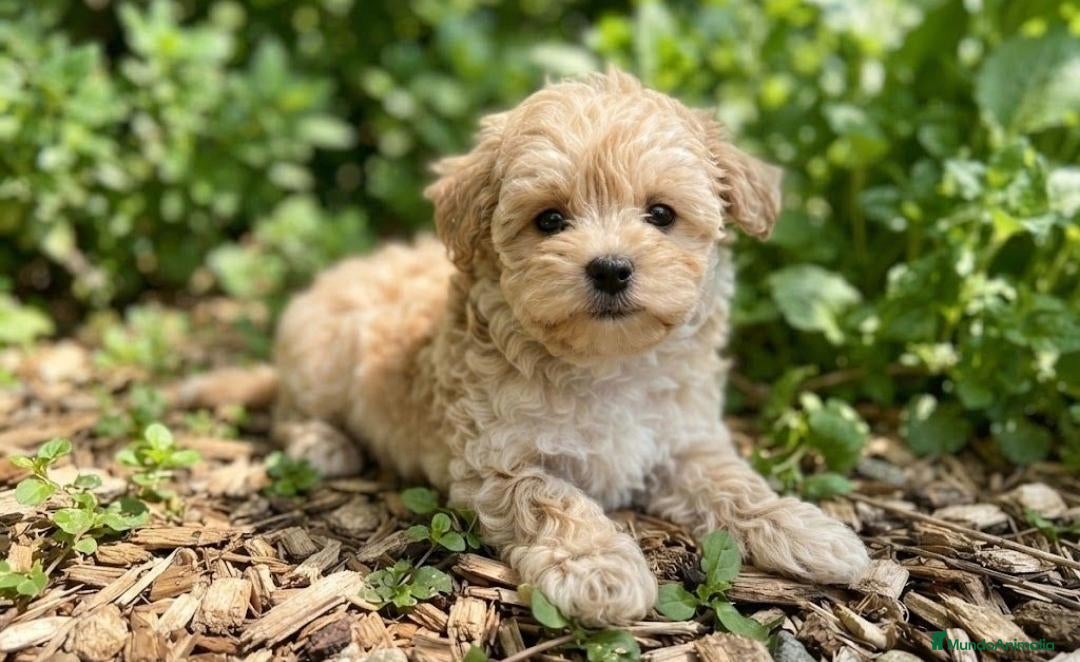 Maltipoo perros CRIADERO DE MALTIPOO  - Anuncio 1