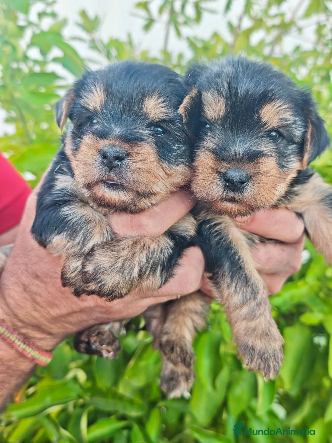 Yorkshire Terrier perros en venta: Preciosas Yorkshire Barcelona - Anuncio 1