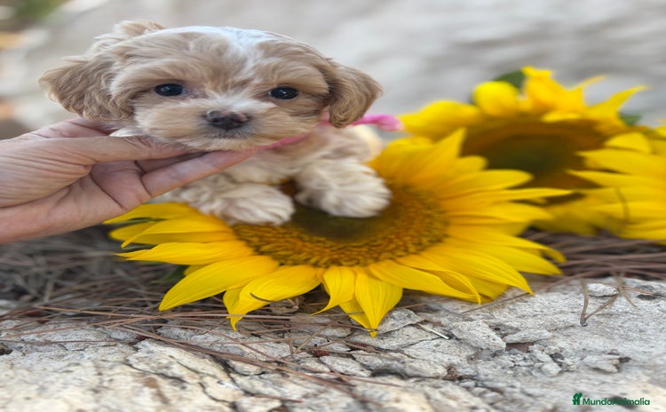 Maltipoo perros - Propaganda 2
