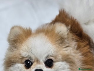 Pomerania perros Lulú d pomerania - Anuncio 6