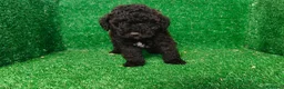 Maltipoo perros en venta: Maltipo  - Anuncio 7