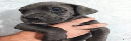 Cane Corso perros en venta: Cane corso hijos de campeones  - Anuncio 3
