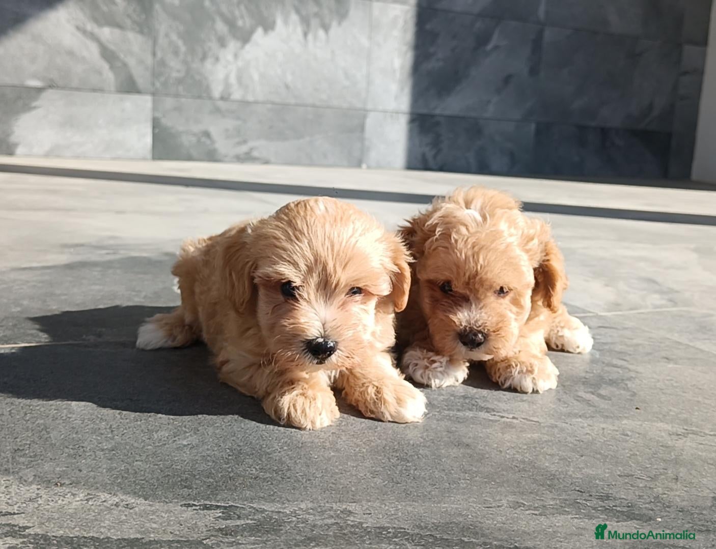Maltipoo perros Maltipoo  - Anuncio 1