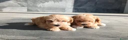 Maltipoo perros en venta: Maltipoo  - Anuncio 1