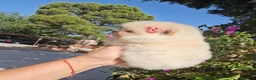Pomerania perros en venta: HEMBRITA POMERANIA  - Anuncio 3