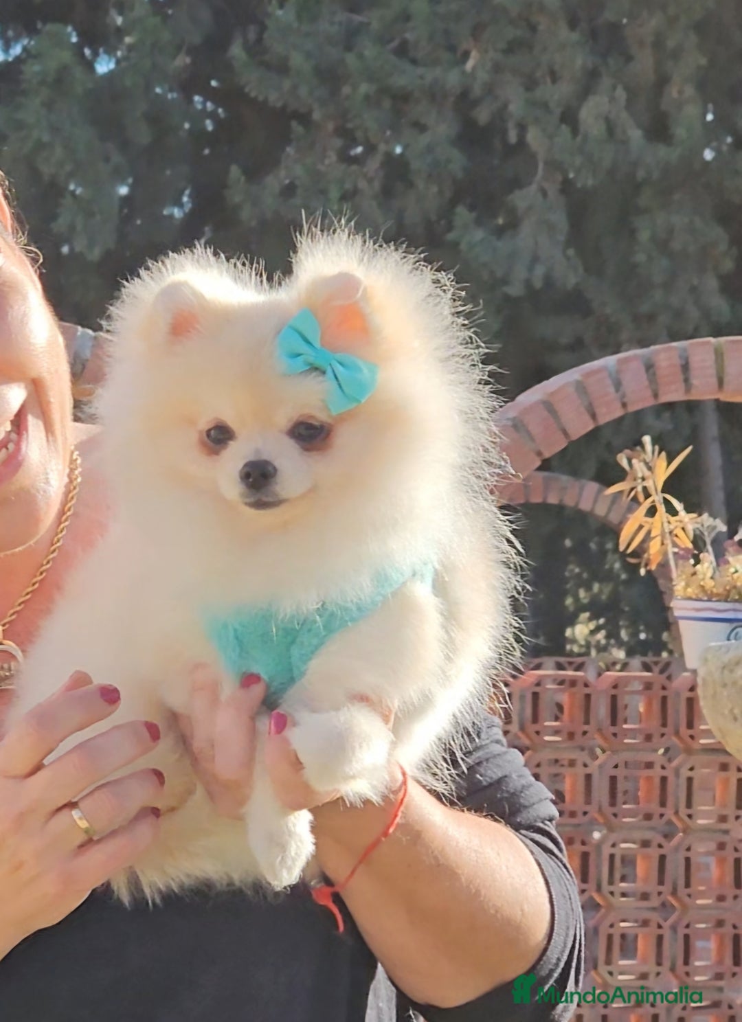 Pomerania perros en venta: Pomerania hembra diminuta  - Anuncio 2