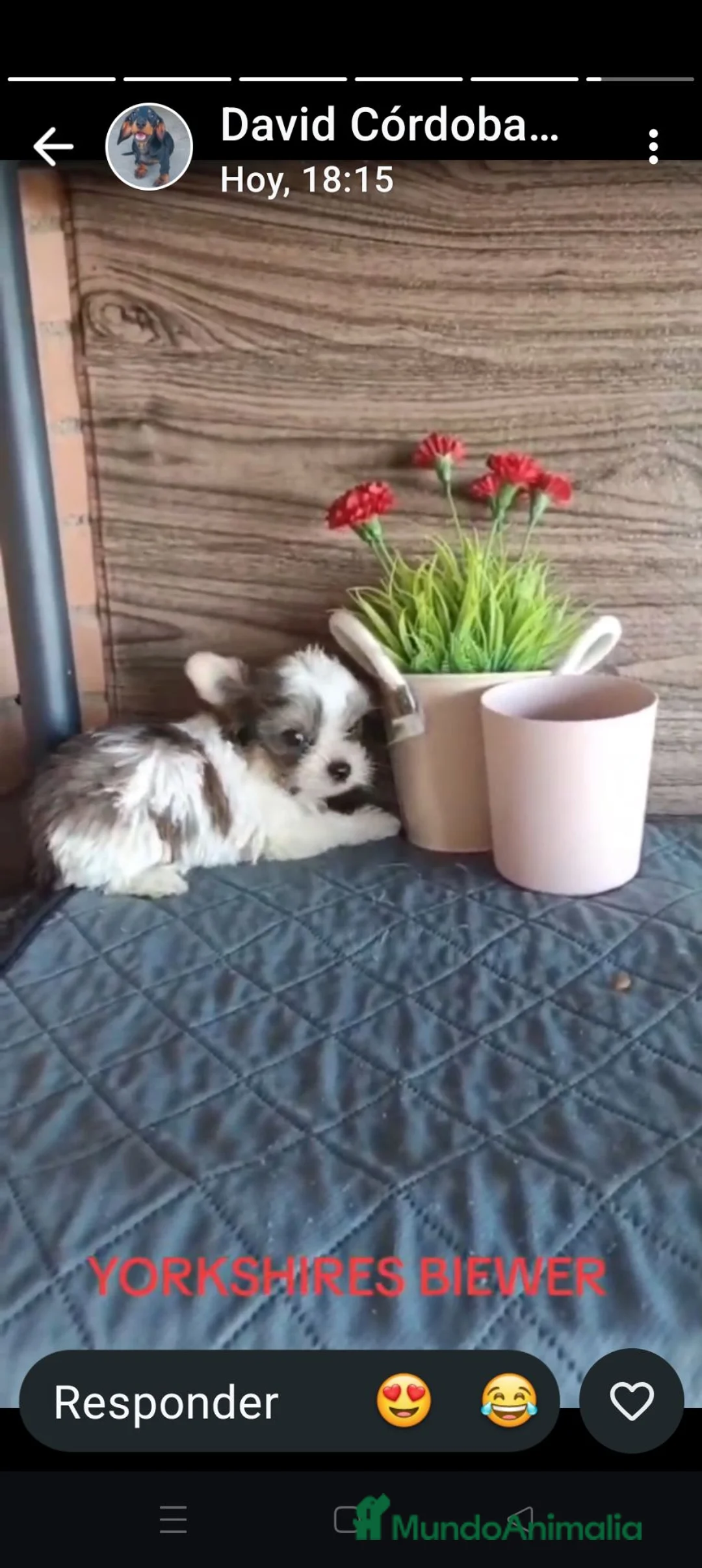 Yorkshire Terrier perros en venta: Exóticos yorkshire  - Anuncio 3