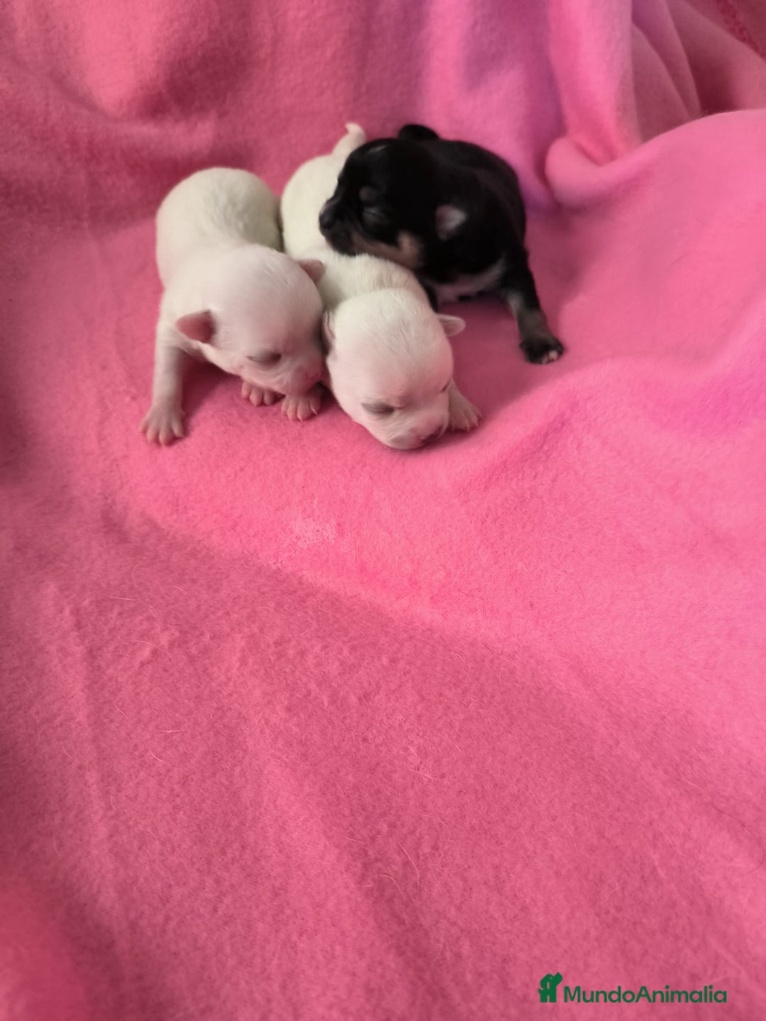 Chihuahua perros en venta: Chihuahuas  - Imagen 3