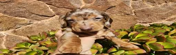 Teckel perros en venta: Teckel kanichen precio real - Anuncio 4