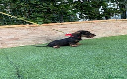 Teckel perros en venta: Teckel pelo duro  - Imagen 1