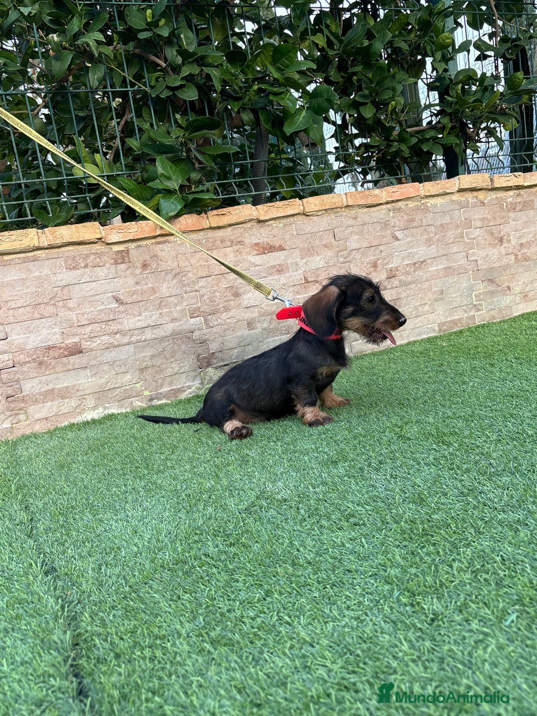Teckel perros en venta: Teckel pelo duro  - Imagen 1