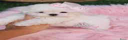 Bichón Maltés perros en venta: Bichon maltes coreano mini  - Anuncio 1