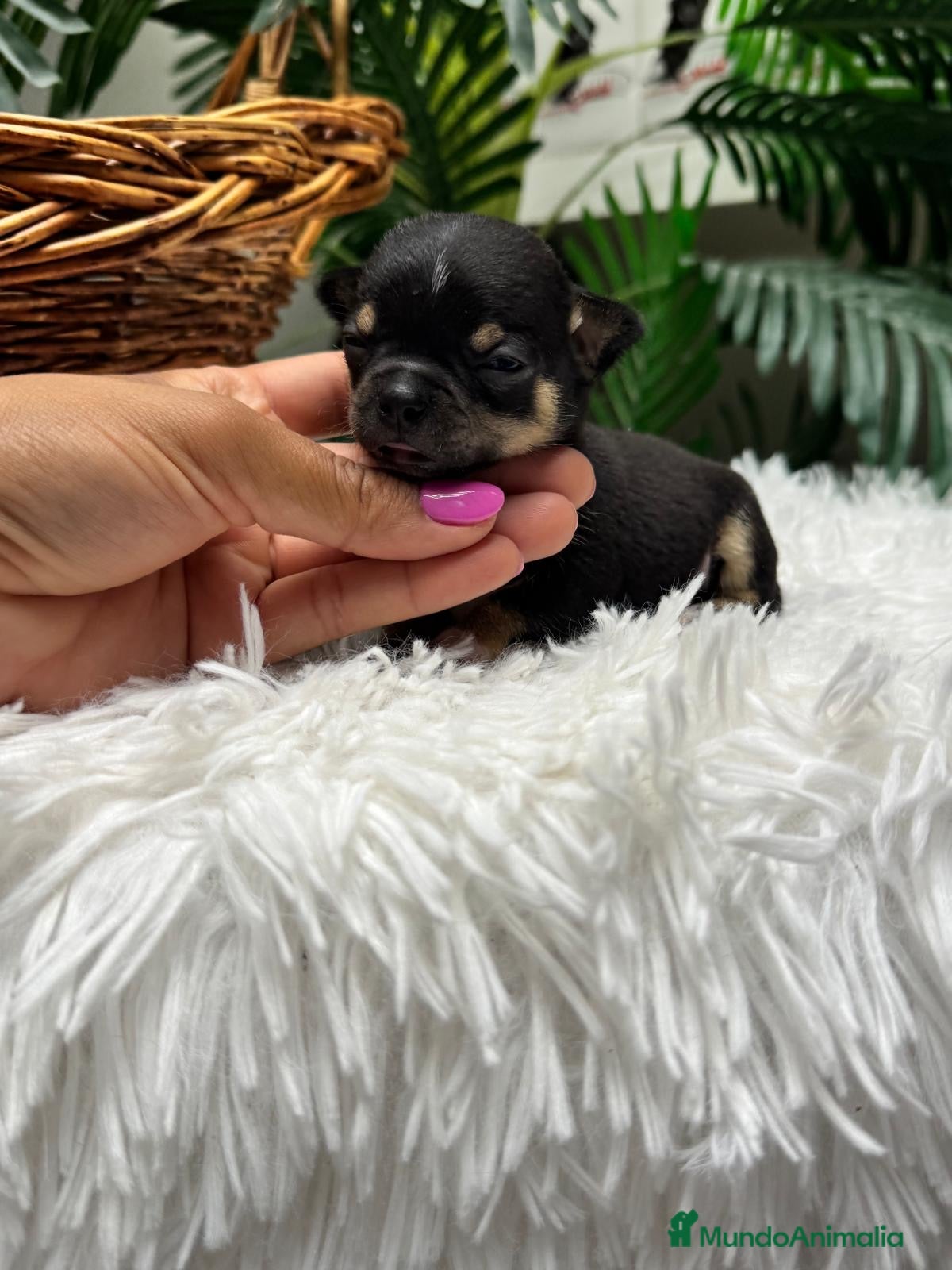 Chihuahua perros CHIHUAHUA - Anuncio 1