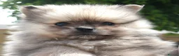 Pomerania perros en venta: Pomerania  - Anuncio 18