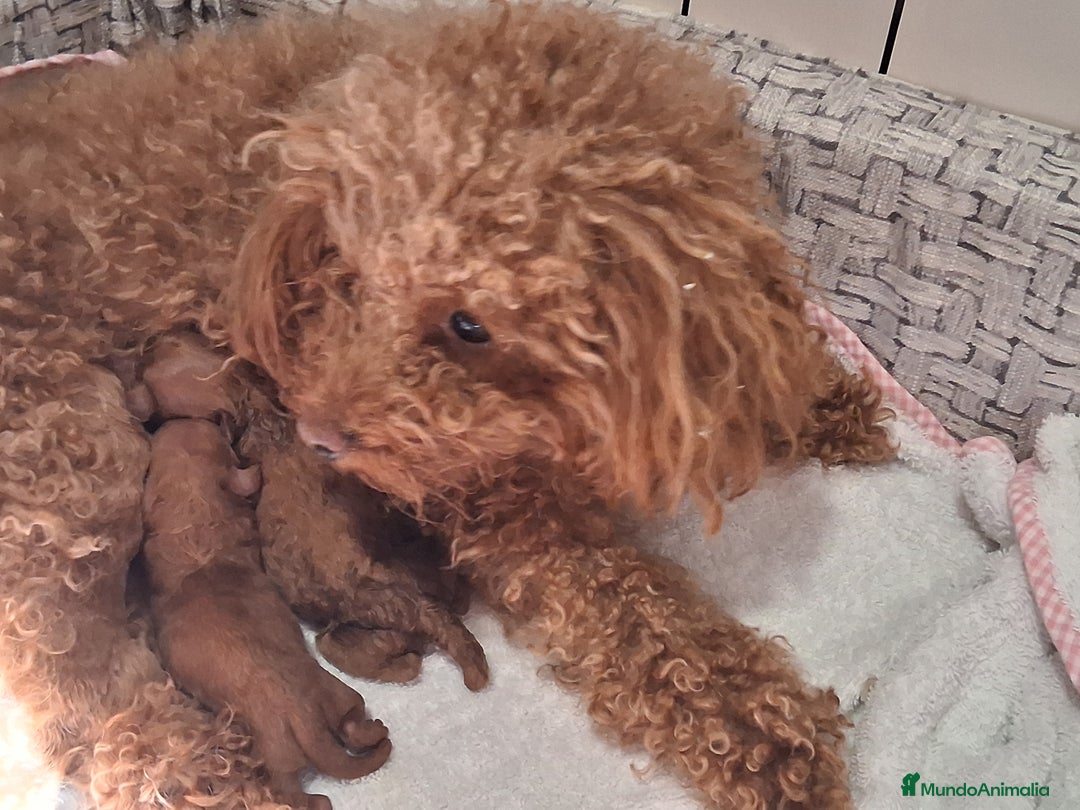 Caniche Toy perros en venta: Cachorros caniche toy rojos - Imagen 4