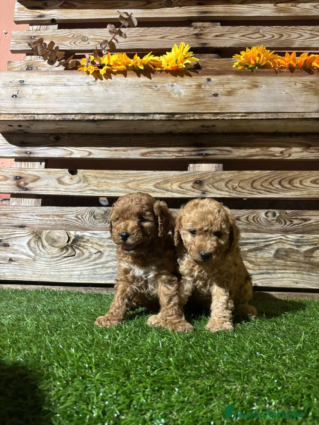 Caniche Toy perros en venta: Machos de caniche toy  - Anuncio 2